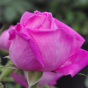 Ljubičasto -roza  - portland ruža 